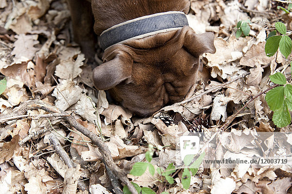 Olde Englische Bulldogge im Wald Schnüffeln in Blättern