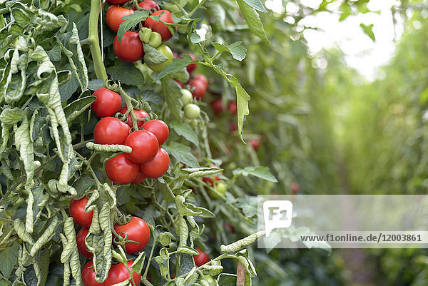 Tomatenpflanzen im Gewächshaus
