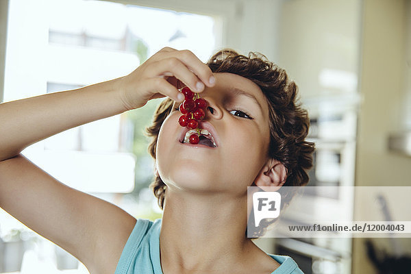 Boy tasting redcurrants