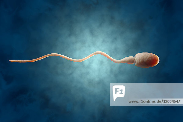 Sperma  3D-Rendering