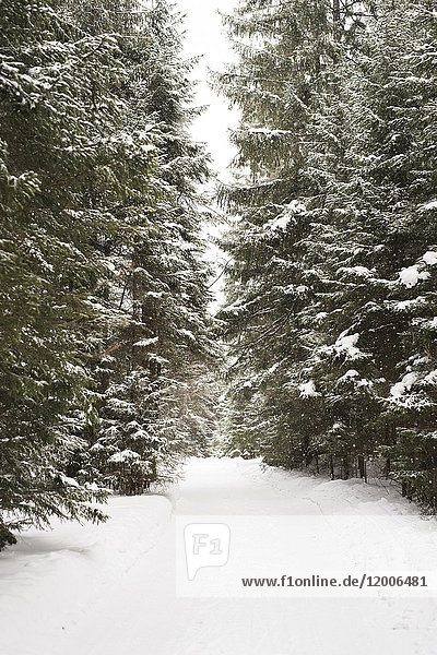 Schneebedeckter Waldweg