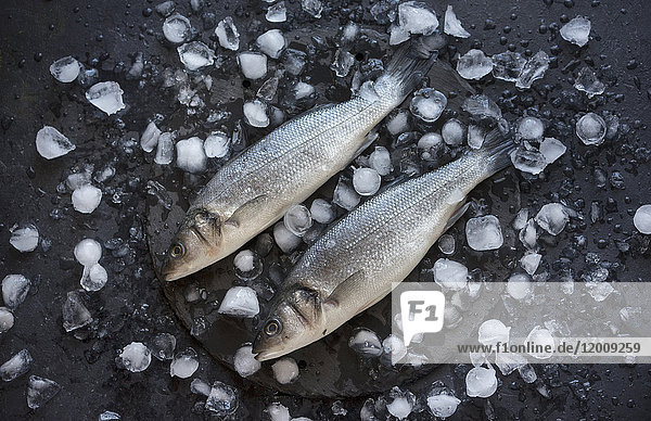 Fisch auf Eiswürfeln