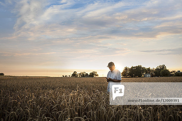 Distant Caucasian man examining wheat in field