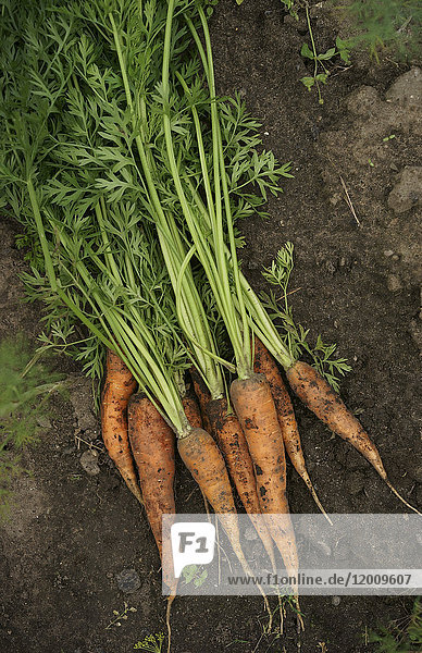 Nahaufnahme von Karotten im Schmutz
