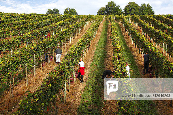 France Aquitaine Pyrenees Atlantiques region of Bearn Gan Jurancon vineyard
