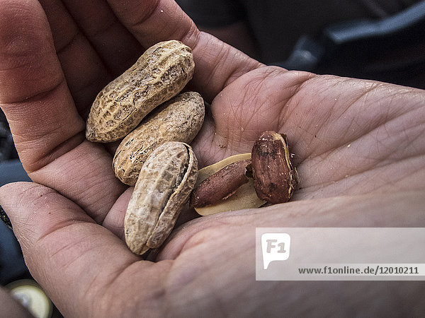 Hand holding peanuts