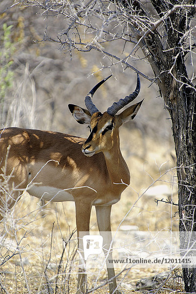 Afrika  Südliches Afrika  Namibia  Provinz im Norden: Omusati  Nationalpark: Etosha  Thomson-Gazelle