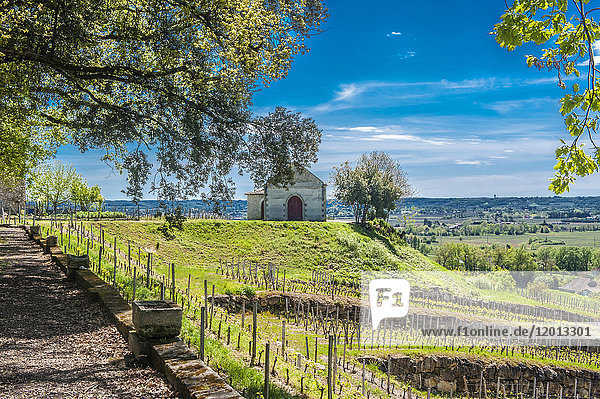 Frankreich  Gironde  Region St. Emilion  Park und Weinberg des Chateau de Pressac in der AOC St. Emilion (UNESCO-Welterbe)