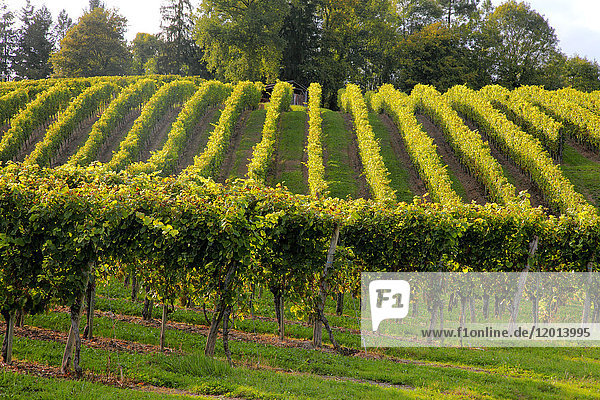 France Aquitaine Pyrenees Atlantiques region of Bearn Gan Jurancon vineyard