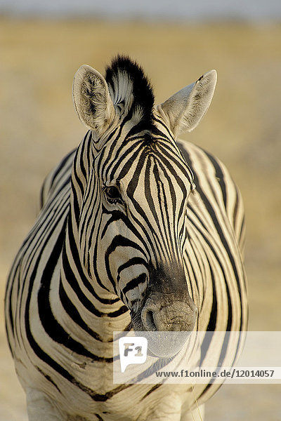 Afrika  Südliches Afrika  Namibia  Provinz im Norden: Omusati  Nationalpark: Etosha  Burchell-Zebra (Equus burchelli)