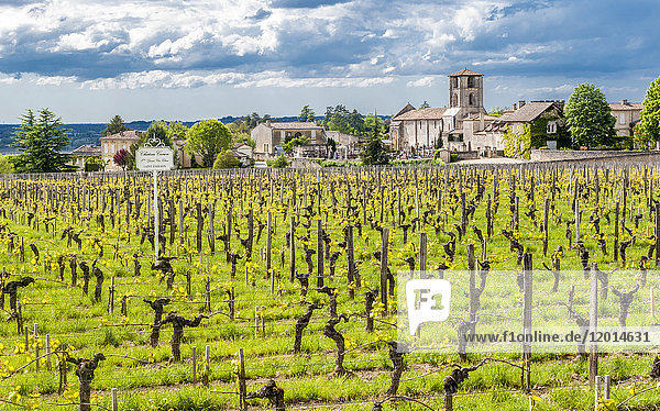 Frankreich  Gironde  St. Emilion  Kirche St. Martin-de-Mazerat und Weingut Chateau Canon (UNESCO-Welterbe)