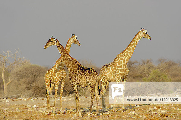 Afrika  Südliches Afrika  Namibia  Provinz im Norden: Omusati  Nationalpark: Etosha  Giraffe (Giraffa Camelopardalis)