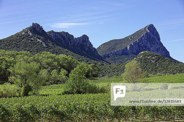 France Herault Pic-Saint-Loup protected natural site vineyard AOC hills of Languedoc