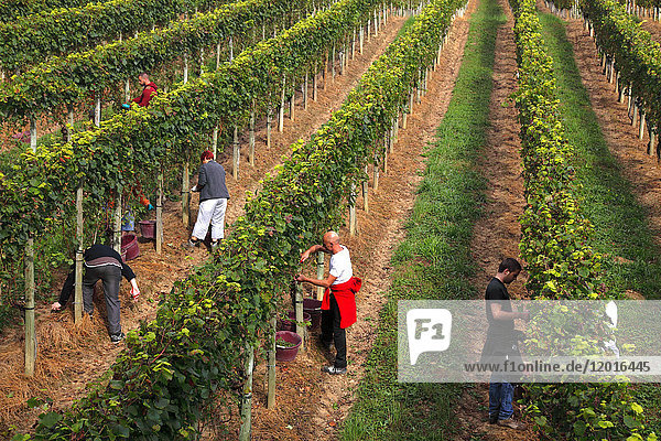 France  Aquitaine  Pyrenees Atlantiques  region of Bearn  Gan  Jurancon vineyard