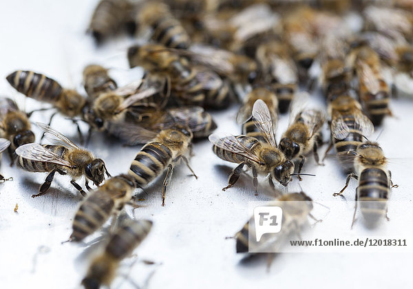 Bienen auf weißem Untergrnd
