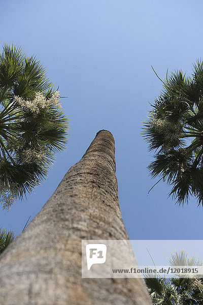 Tiefblick auf Palmen  die gegen den klaren blauen Himmel wachsen
