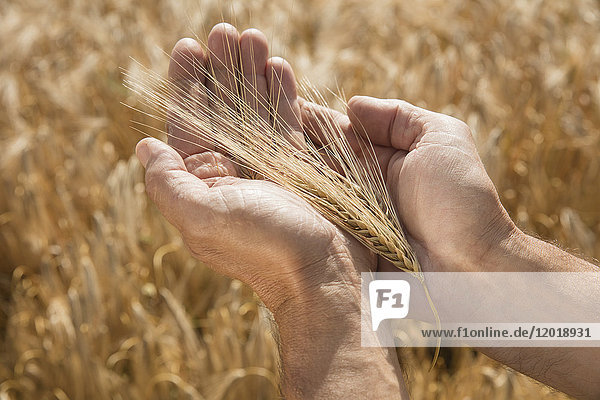 Abgeschnittenes Bild der Hand mit Weizenähren auf dem Bauernhof