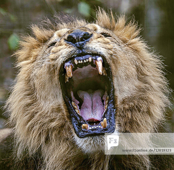 Nahaufnahme eines männlichen afrikanischen Löwen  der mit offenem Maul heult