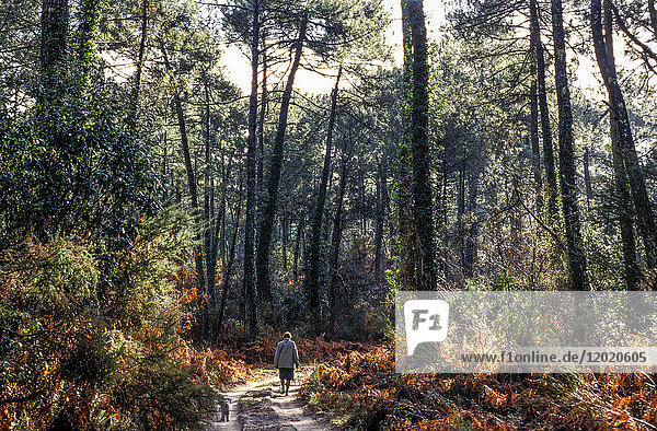 France  Landes  elderly lady walking in the maritime pine forest in Fall