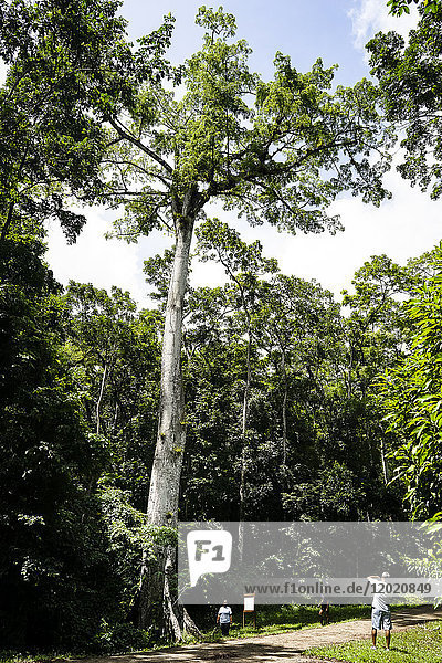 A couple taking pictures in front of a huge Ceiba pentandra  Montravail's forest  Martinique  France