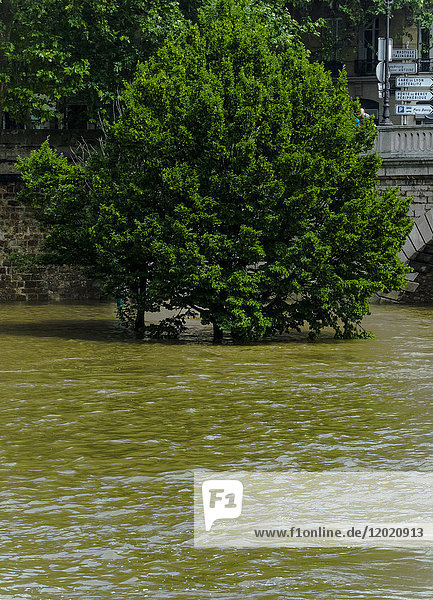 Frankreich  Ile de France  Paris  die Seine tritt über die Ufer und hat Hochwasser  Juni 2016  Baum an der Ecke der Pont de Sully