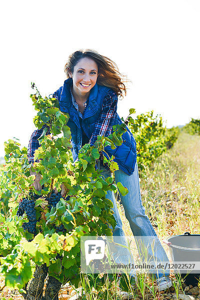 Fröhliche junge Frau bei der Weinlese im Weinberg während der Weinlese im Herbst - Cepage Grenache  Chateauneuf du Pape  cotes du Rhone  Frankreich