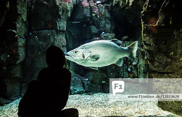 Junge Frau betrachtet ein riesiges Zackenbarschaquarium in Lissabon  Portugal