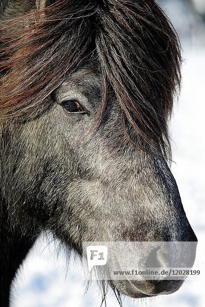 Portrait of a young Icelandic horse with thick forelock  Lennestadt  Siegerland  North-Rhein-Westphalia  Germany  Europe
