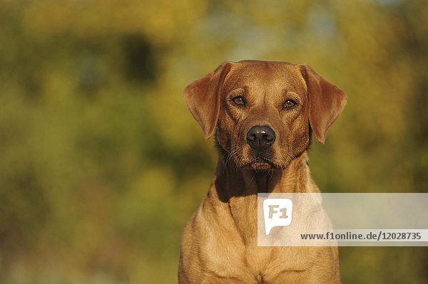 Labrador Retriever  gelb  weiblich  Porträt