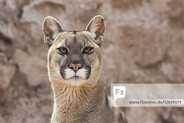 Cougar Puma concolor portrait, captive, Andes, Peru, South America