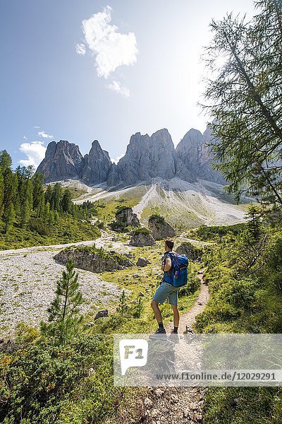 Hikers on the hiking trail to the Geisleralm in the Villnösstal valley below the Odle peaks  behind the Odle group  Sass Rigais  Dolomites  South Tyrol  Italy  Europe
