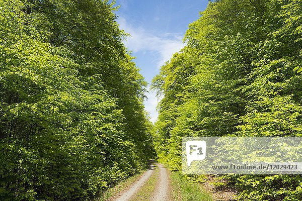 Waldweg durch Wald mit Rotbuchen (Fagus sylvatica)  Nationalpark Kellerwald-Edersee  Hessen  Deutschland  Europa