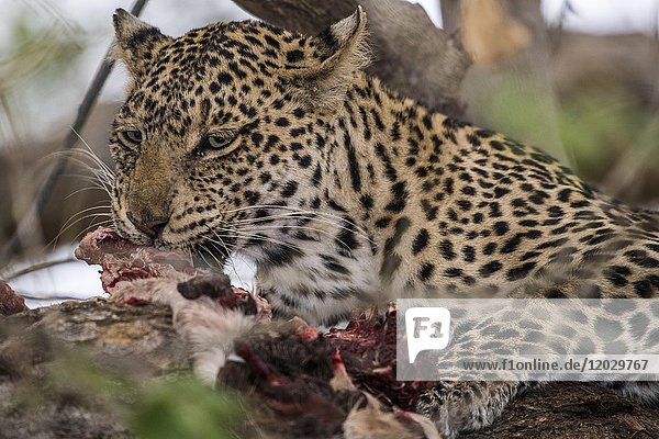Leopard (Panthera pardus)  Weibchen frisst Beute in einem Baum  Mashatu Game Reserve  Tuli Block  Botswana  Afrika