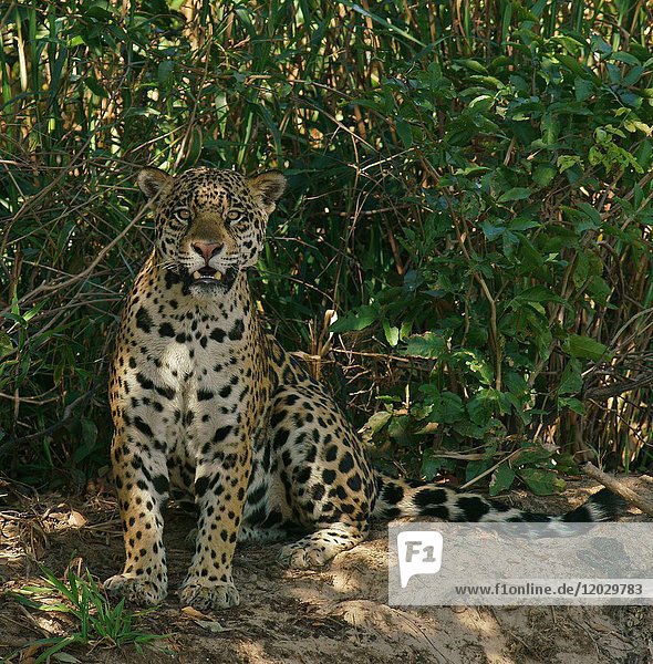 Jaguar (Panthera onca)  sitzend im Schatten am Ufer  Pantanal  Mato Grosso  Brasilien  Südamerika