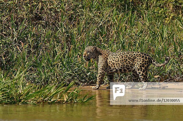 Jaguar (Panthera onca) läuft am Fluss Pantanal Mato Grosso Brasilien Südamerika