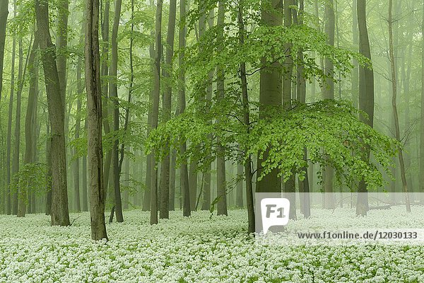Blühender Ramsom (Allium ursinum)  UNESCO-Welterbe  Nationalpark Hainich  Thüringen  Deutschland  Europa