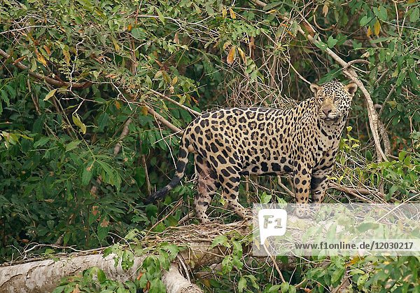 Jaguar (Panthera onca) hält Ausschau nach einem Baumstamm  dichte Ufervegetation  Pantanal  Mato Grosso  Brasilien  Südamerika