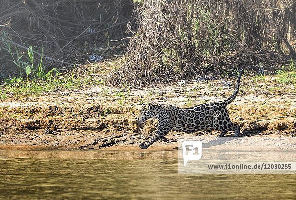 Jaguar (Panthera onca) running and chasing  Cuiaba river  Pantanal  Mato Grosso  Brazil  South America
