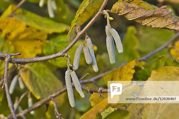 Männliche Blütenstände der gemeinen Hasel (Corylus avellana) im Herbst  Bayern  Deutschland  Europa