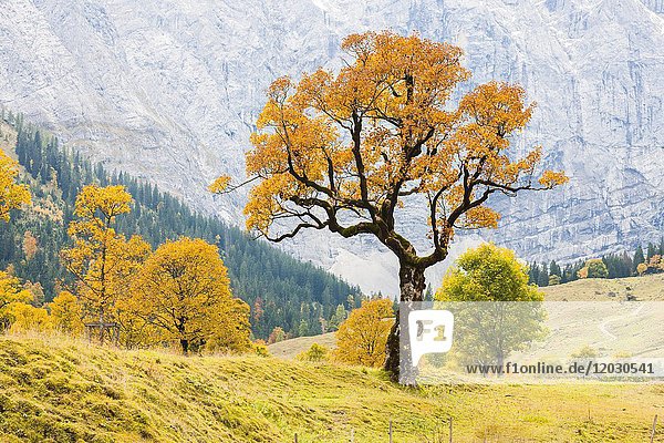 Bergahorn (Acer pseudo plantanus) Großer Ahornboden  Eng  Vomp-Hinterriß  Tirol  Österreich  Europa
