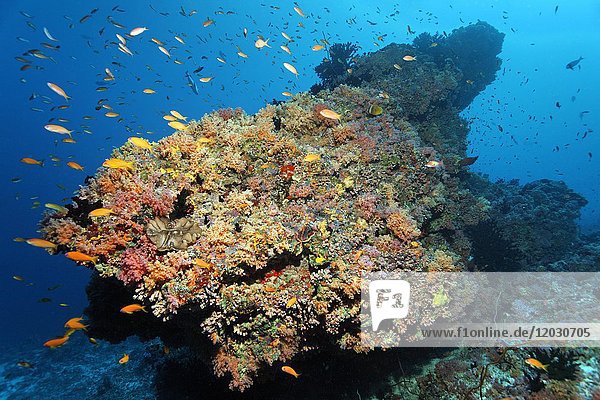 Korallenriff  Korallenblock  verschiedene rote Weichkorallen (Dendronephthya sp.) und Schwarm von Fahnenbarschen (Pseudanthias sp.)  Indischer Ozean  Malediven  Asien