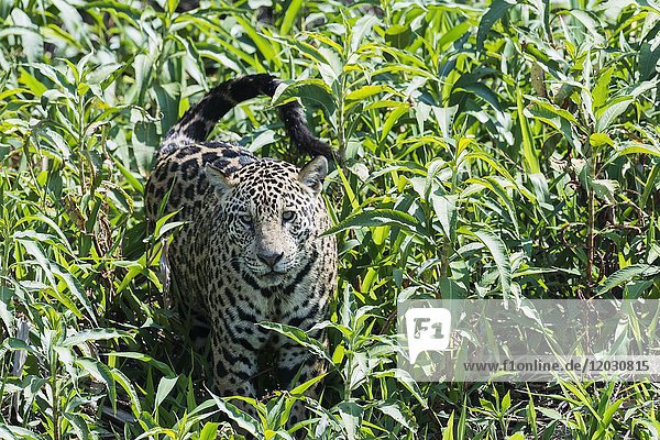 Weiblicher Jaguar (Panthera onca) in der Vegetation  Cuiaba Fluss  Pantanal  Mato Grosso  Brasilien  Südamerika