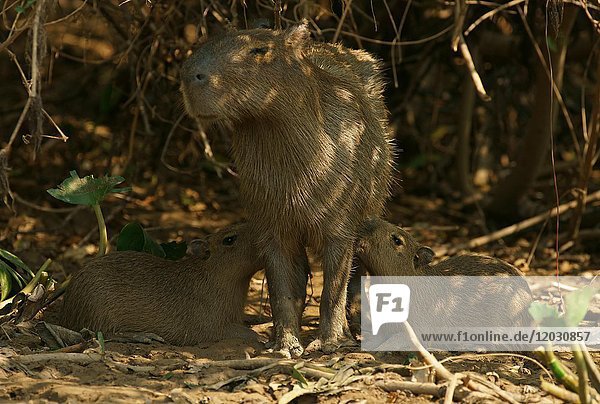 Capybara (Hydrochoerus hydrochaeris)  Weibchen säugt Jungtiere  Pantanal  Mato Grosso  Brasilien  Südamerika