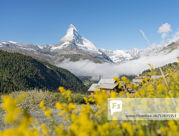 Gelbe Blumen  schneebedecktes Matterhorn  alte Holzhäuser  Bergdorf Eggen  Wallis  Schweiz  Europa