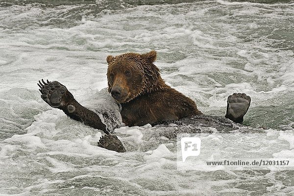 Grizzlybär (Ursus arctos horribilis)  auf dem Rücken im Wasser liegend  zeigt seine Pfoten mit Krallen  Brooks River  Katmai  Alaska  USA  Nordamerika