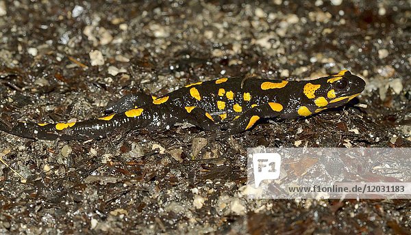 Feuersalamander (Salamandra salamandra)  Inntal  Brannenburg  Deutschland  Europa