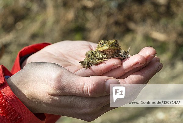 Common toad (Bufo bufo) sits on hand  Stallauer Weiher  Upper Bavaria  Bavaria  Germany  Europe