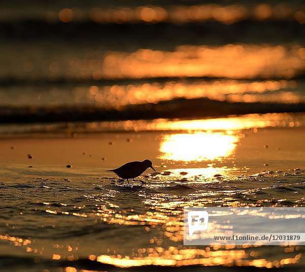 Sanderling (Calidris alba) in the backlight at the beach at sunset  Texel  North Holland  Netherlands