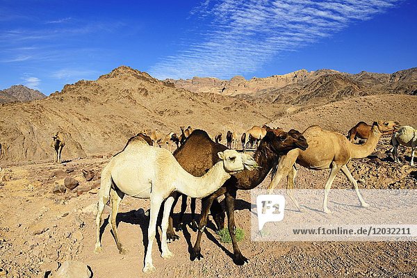 Schwarze  braune und weiße Dromedare (Camelus dromedarius) in Al-Manshijja  Jordanien  Asien