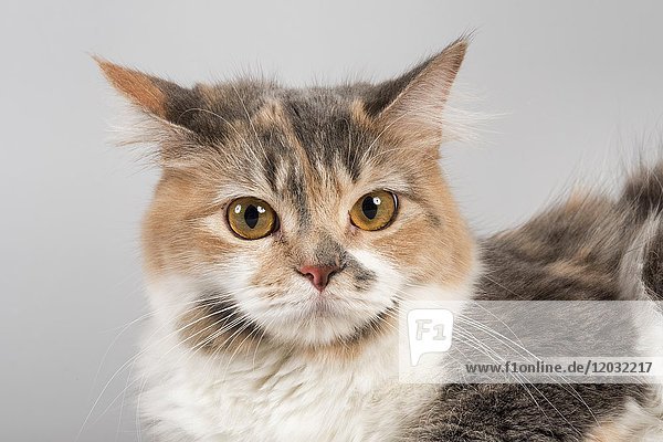 Rassekatze Manx-Cymric (Felis silvestris catus)  Alter 1 Jahr  Farbe blau mit weiß